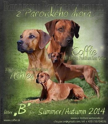 Rhodéský ridgeback s PP - štěňata